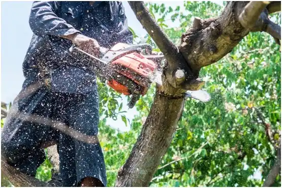 tree services Mountain Road